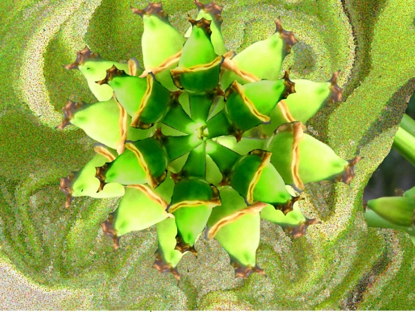Creation of Butterfly Heaven: Step 6